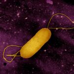 2024’s Listeria outbreak has L.I. food industry, consumers on high alert